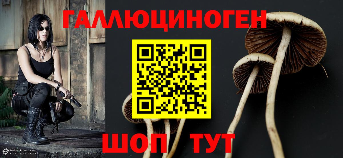 Галлюциногенные грибы Psilocybe Кольчугино